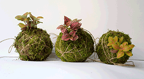 footer_image
