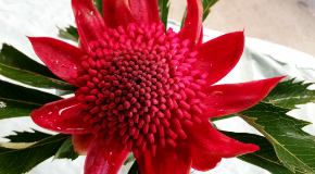 footer_image