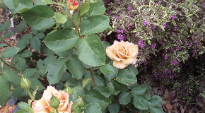 footer_image