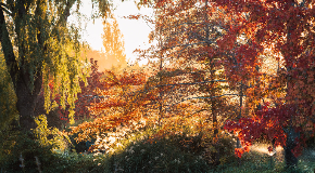footer_image