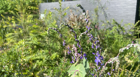 footer_image
