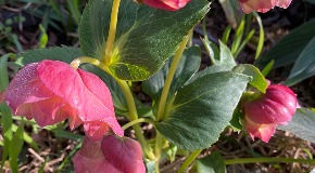 footer_image