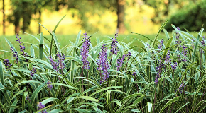 footer_image