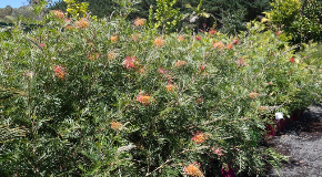 footer_image