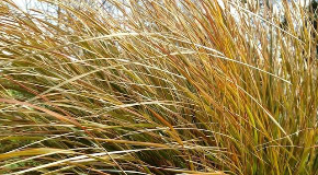 footer_image