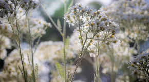 footer_image