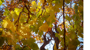 footer_image