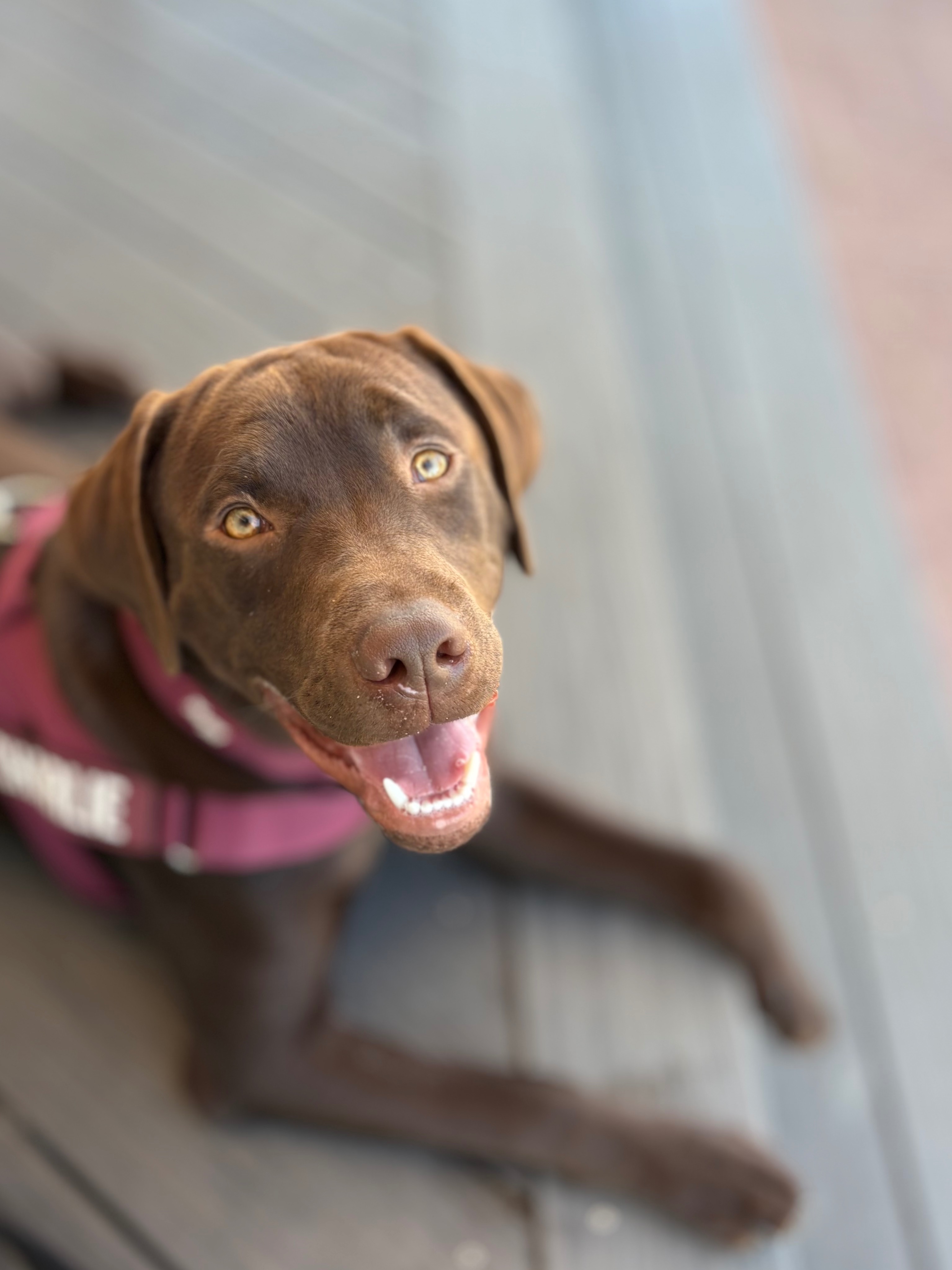 Free Dog Training For Humans Tickets Stirling Civic Gardens Stirling free-dog-training-for-humans-tickets-stirling-civic-gardens-stirling