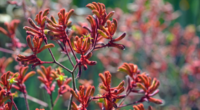 footer_image