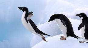 footer_image
