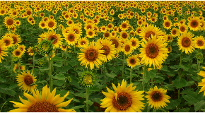 footer_image