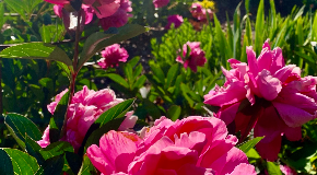 footer_image