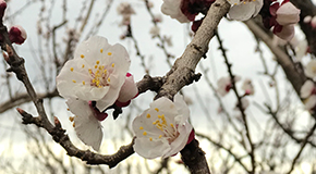 footer_image