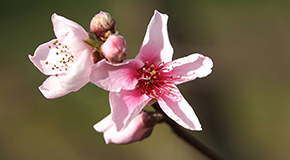footer_image