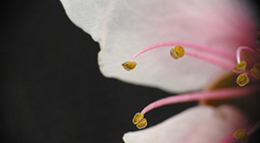 footer_image