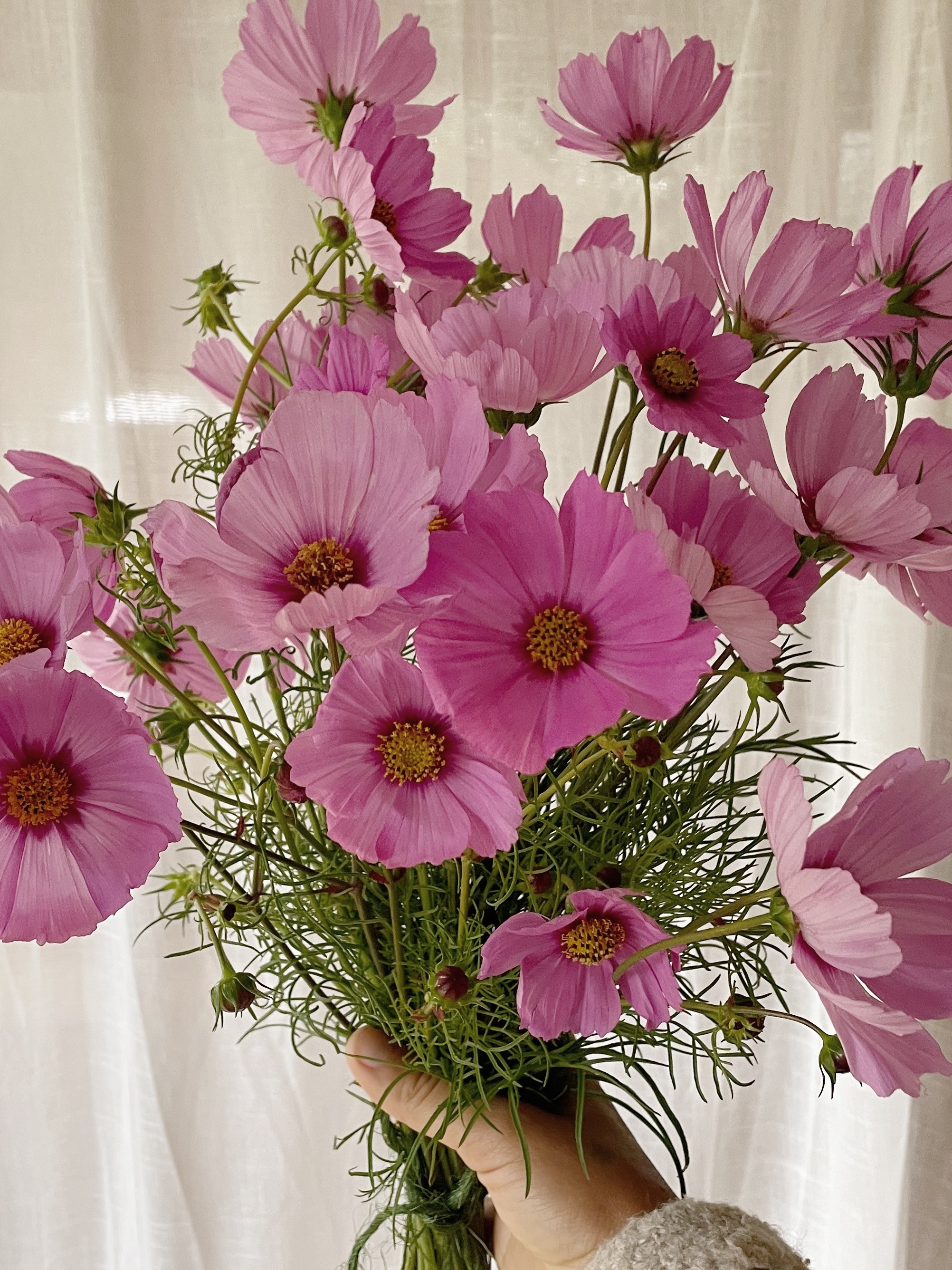 Growing Cut Flowers for Beginners Tickets, The Grown Kind Home Garden