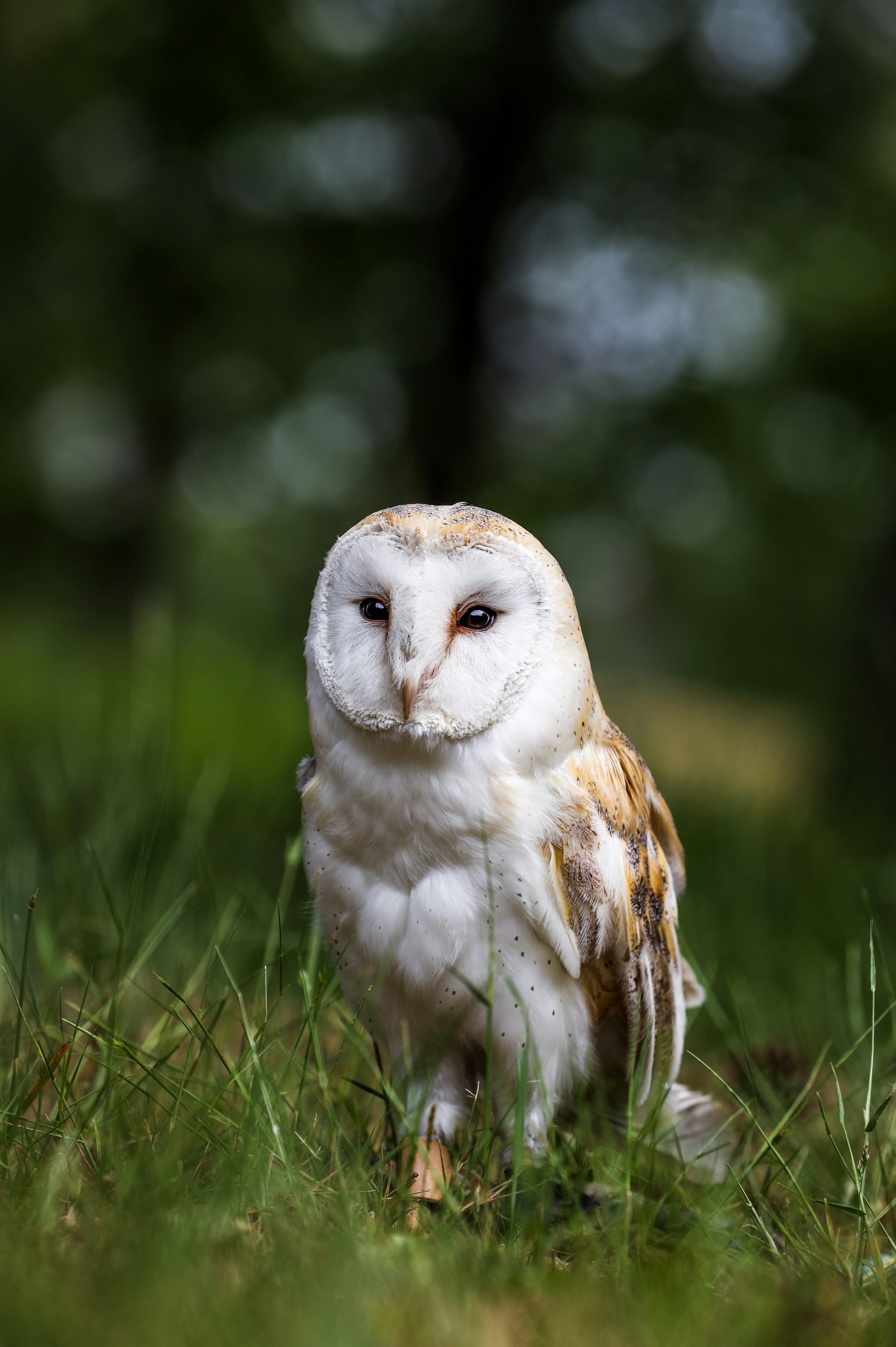 Owl