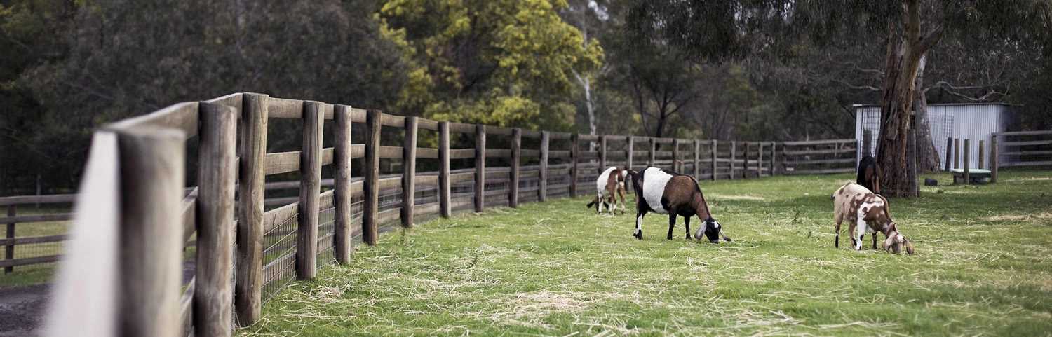 Collingwood Children's Farm