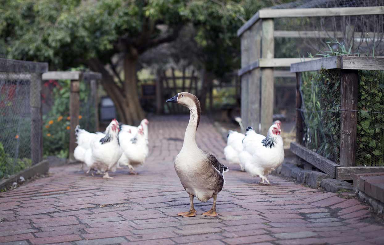 goose and chickens walking around collingwood children's farm