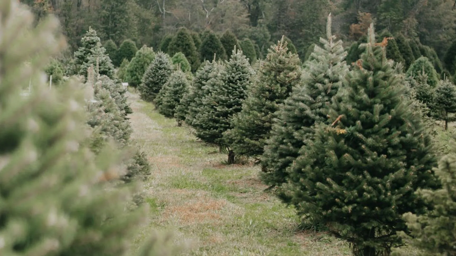 Why TryBooking is the platform of choice for Scout Club Christmas tree sales