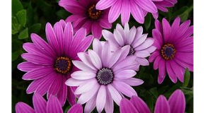 footer_image