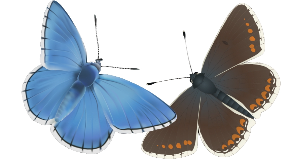 footer_image