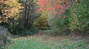 footer_image
