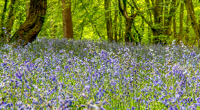 footer_image