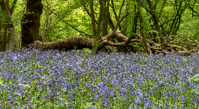 footer_image