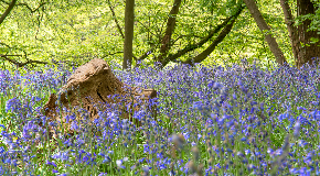 footer_image