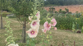 footer_image