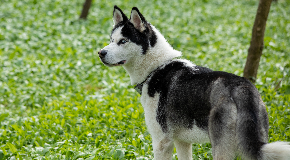 footer_image