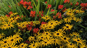 footer_image