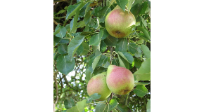 footer_image
