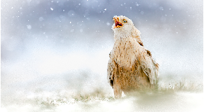 footer_image