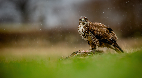 footer_image