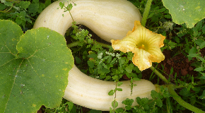 footer_image