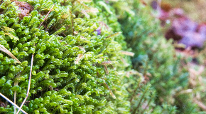 footer_image
