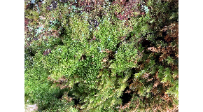 footer_image