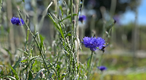footer_image