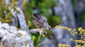 footer_image