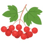 host icon