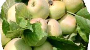 footer_image