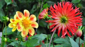 footer_image