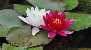 footer_image