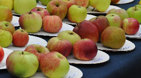 footer_image