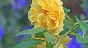 footer_image