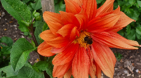 footer_image