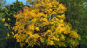 footer_image