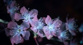 footer_image
